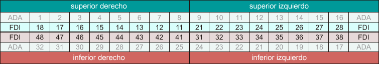 Dientes Permanentes (dientes adultos)
