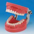 Modelo de Maxilar de Encía Dura(32 dientes) [PRO2001-UL-HD-FEM-32]