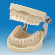 Modelo de Maxilar Prostésico de Restauración(32 dientes) [PRO2001-UL-SC-FEM-32]