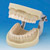 Modelo de Maxilar Prostésico de Restauración (32 dientes)[PRO2001-UL-SC-FEM-32]