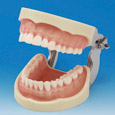 Modelo de Maxilar Prostésico de Restauración(32 dientes) [PRO2001-UL-SCP-FEM-32]