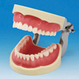 Modelo de Maxilar Prostésico de Restauración(32 dientes) [PRO2001-UL-SP-FEM-32]