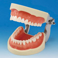 Modelo de Maxilar Prostésico de Restauración(32 dientes) [PRO2001-UL-UP-FEM-32]