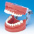 Modelo de Maxilar de Encía Dura (28 dientes)[PRO2002-UL-HD-FEM-28]