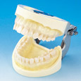 Modelo de Maxilar Prostésico de Restauración(28 dientes) [PRO2002-UL-SC-FEM-28]