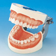 Modelo de Maxilar Prostésico de Restauración(28 dientes) [PRO2002-UL-SCP-FEM-28]