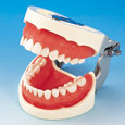 Modelo de Maxilar Prostésico de Restauración(28 dientes) [PRO2002-UL-SP-FEM-28]