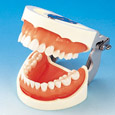Modelo de Maxilar Prostésico de Restauración(28 dientes) [PRO2002-UL-UP-FEM-28]