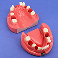 Modelo para Entrenamiento de Endodoncia [CON1001 Series]
