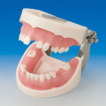 Basic Implant Training Model [IMP1034 Series]