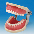 Modelo de Maxilar Operatorio (32 dientes)
 [CON2001-UL-SP-FEM-32]