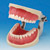 Modelo de Maxilar Operatorio (32 dientes)[CON2001-UL-SP-FEM-32]