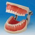 Modelo de Maxilar Operatorio (32 dientes) [CON2001-UL-UP-FEM-32]
