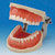 Modelo de Maxilar Operatorio(32 dientes)[CON2001-UL-UP-FEM-32]