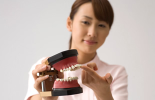 Toothmodel, Forma de Cera, Occluder