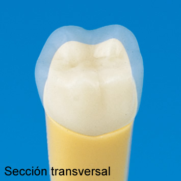 Modelo de Diente de 2 Capas [A20A-200]