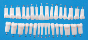 Simple Root Tooth Model (Diente Permanente) [A5A-200]