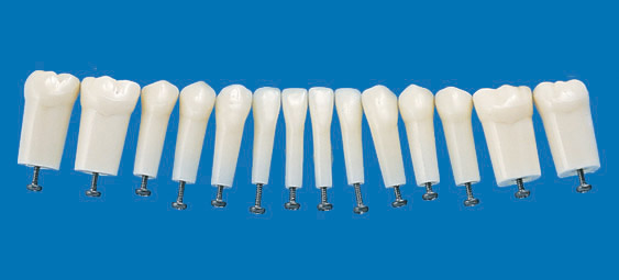 Modelo de Diente de Raíz Sencillo (Permanent Tooth) [A5A-200]