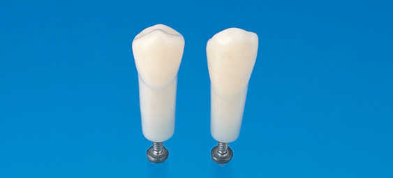 Modelo de Diente de Raíz Sencillo (Dientes Permanentes) [A5A-500]