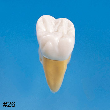 2.5X Size Modelo de Diente Anatómico  [B10-330]