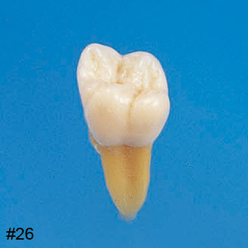 Modelo de Diente Anatómico  [B3-305]