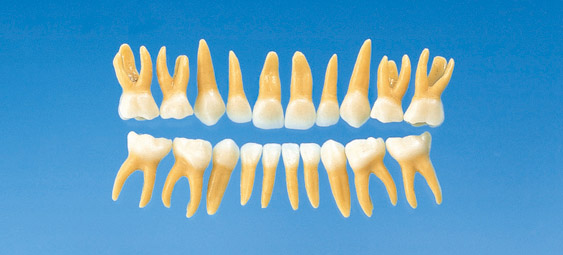 Modelo de Diente Primario Anatómico  [B4-309B]