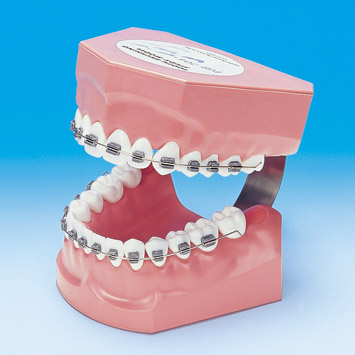 MODELO DE DEMOSTRACIÓN DE CEPILLADO DE DIENTES [PE-ORT001]