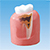 MODELO DE ENFERMEDAD PERIODONTAL [PE-PER014]