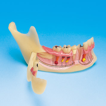 MODELO DE ESTUDIO MANDIBULAR [PE-TDS008]