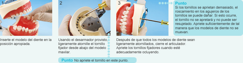 Sujetando el modelo del diente