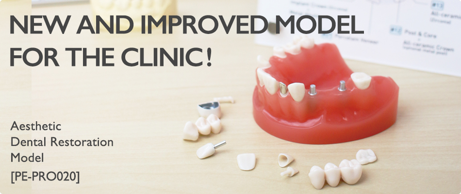 AESTHETIC DENTAL RESTORATION MODEL[PE-PRO020]
