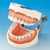 Prosthetic Restoration Jaw Model (28 teeth)[PRO2002-UL-SCP-FEM-28]