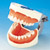 Prosthetic Restoration Jaw Model (28 teeth)[PRO2002-UL-UP-FEM-28]