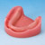 Implant Practice Jaw Model [IMP1006-L-SP]