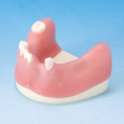 Bone Graft Practice Model [IMP1009-L-SP]