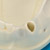 Bone Graft Practice Model [IMP1009-L-SP]