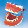Oral Surgery Area