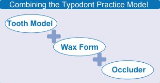 Combining the Typodont Practice Model