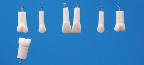 Endodontic Tooth Model [A12A-200]