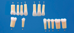 2-Layered Tooth Model [A20A-200]
