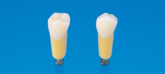2-Layered Tooth Model  [A20A-500]