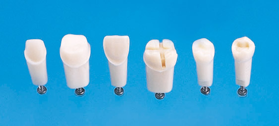 Abutment, Cavity Preparation Tooth Model [A21A Series & A25A Series]