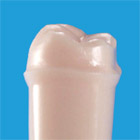 Abutment, Cavity Preparation Tooth Model [A21A_A25A Series]