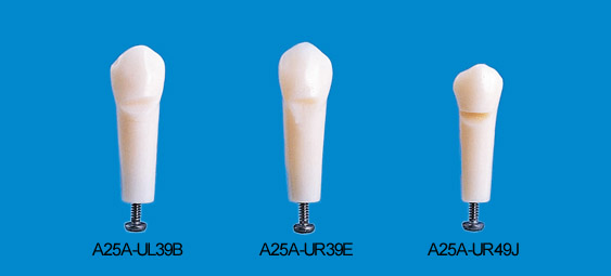 Wedge-shaped Defect Tooth Model  [A25A-UL39B (#23)]  [A25A-UR39E (#13)]  [A25A-UR49J (#14)]
