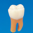 Root Furcation Tooth Model [A2A-700]