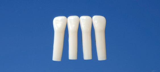 Simple Root Tooth Model  (Primary Tooth)  [A4-900]