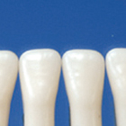 Simple Root Tooth Model (Primary Tooth) [A4-900]