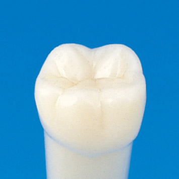Simple Root Tooth Model (Permanent Tooth) [A5A-200]