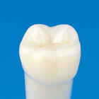 Simple Root Tooth Model (Permanent Tooth) [AA5A-200]