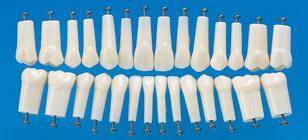 Simple Root Tooth Model (Permanent Tooth) [A5A-200]